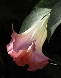 Fiori Diversi