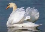 Versi di Cigno