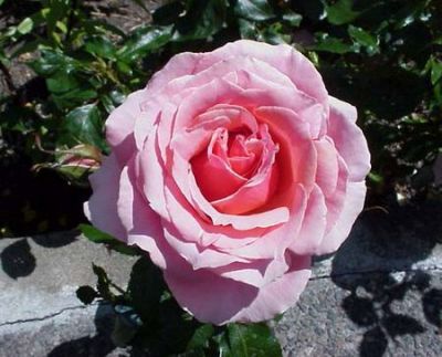 Come rosa selvatica