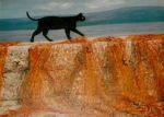 Il gatto nero