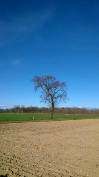 La tua voce  un campo arato