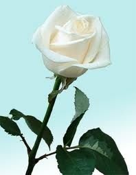 Una rosa bianca