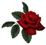 Sarai rosa