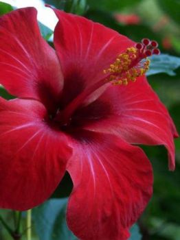 Il mio fiore per te