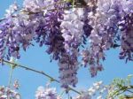 Wisteria Sinensis  (Il Glicine)  