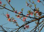 Fiori di pesco
