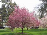 Alberi