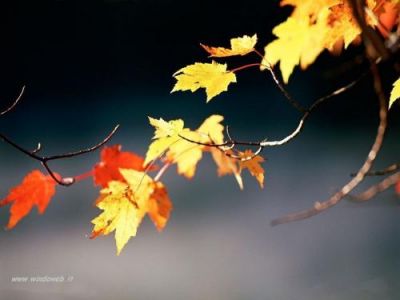 Foglie al vento