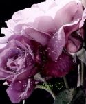 Magia