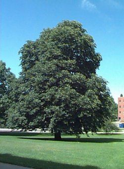 Alberi di citt