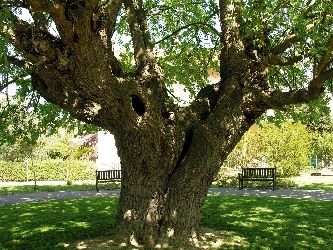 Lombra del gelso