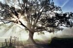 L'albero dietro il villaggio