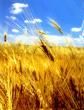 Grano