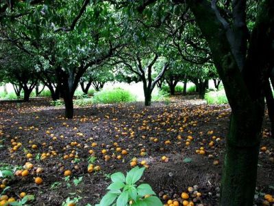Saveur d'été