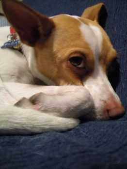 Dolce ...kaila!