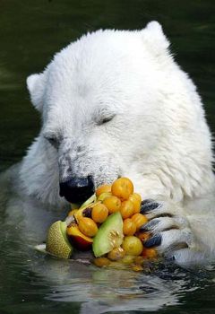 L’orso ama ancora