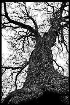 Grande quercia!