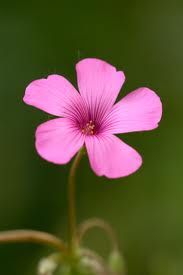 La nuvola e il fiore