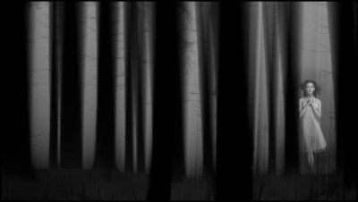 Il silenzio di alberi taciturni