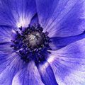 Anemone Coronaria