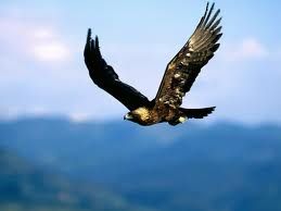 Falco