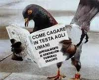 Piccione insolente  