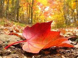 La foglia d autunno