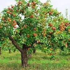Quelle mele della val di Nona