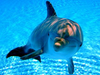 Il delfino  