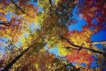 Alberi