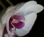 Giorno di orchidee