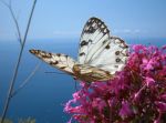 Lasciami volare!
