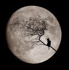 In cerca di luna
