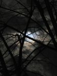 Passi tra foglie e luna