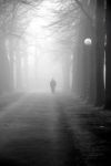 Nella nebbia