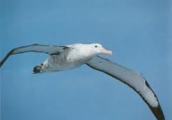 Autoritratto di un albatro  