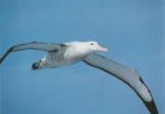 Autoritratto di un albatro
