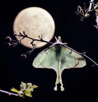Luna bionda
