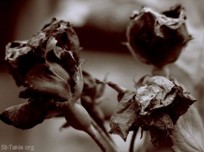 Dcs d'une rose