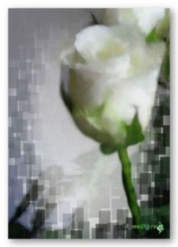 Sono bianche quelle rose
