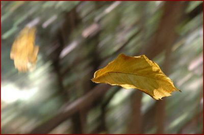 Occhi d'autunno