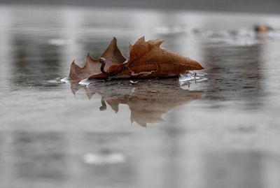 Voci d'autunno