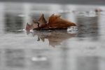 Voci d'autunno