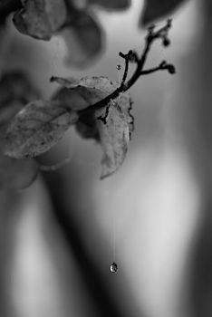 La voce degli alberi