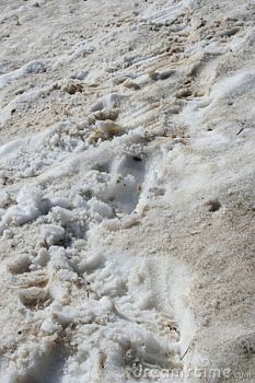 Sporco la Neve