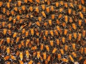 Sciami Indotti