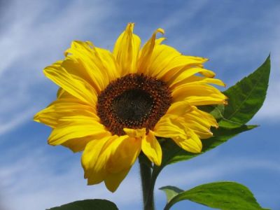 Il girasole  