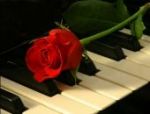 Rosa rossa
