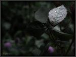 Foglie di stelle