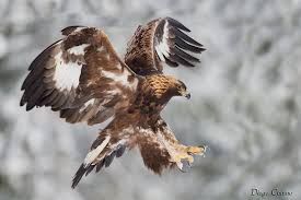 Come un'aquila sei